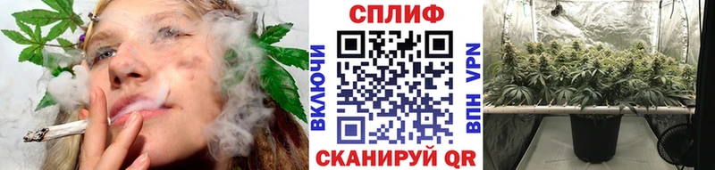 Бошки Шишки Amnesia  Сусуман 